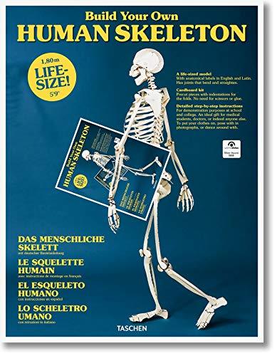 Build Your Own Human Skeleton ? Life Size! By: Eur:29.25  Ден3:1799